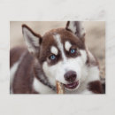 Pesquisar por siberian Malamute do alaskan