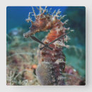 Pesquisar por cavalo do mar relogios de parede Areia