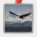 Pesquisar por eagle ornamentos Vida selvagem