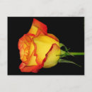 Pesquisar por flor alaranjada cartoes postais Amarelo