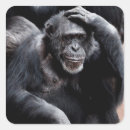 Pesquisar por gorila engraçado adesivos Animais