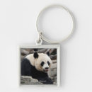 Pesquisar por pandas chaveiros fotografia animal
