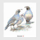 Pesquisar por quail adesivos Natureza