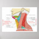 Pesquisar por músculo pósteres pôsteres Anatomia