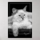 Pesquisar por ragdoll pósteres pôsteres Boneca
