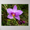 Pesquisar por orquídea roxa pôsteres Roxo