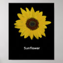 Pesquisar por girassol amarelo floral flor artes pôsteres Para eles