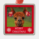 Pesquisar por quintal ornamentos Fofo