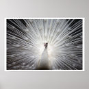 Pesquisar por peafowl Bonito