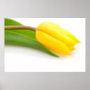 Pesquisar por tulipas amarelas pôsteres Páscoa