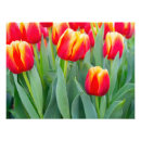 Pesquisar por tulipas amarelas pôsteres Flores de primavera