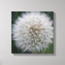 Pesquisar por dandelion impressão de canvas Fotografia