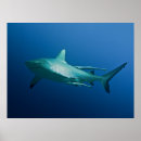 Pesquisar por shark pósteres pôsteres Sharks
