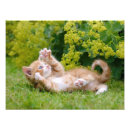 Pesquisar por gato feliz pósteres pôsteres For kids