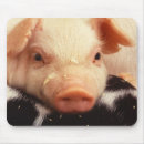 Pesquisar por snout Animal