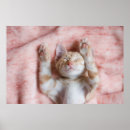 Pesquisar por animais domésticos pôsteres Gato
