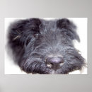 Pesquisar por terrier pôsteres Escocês
