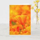 Pesquisar por california poppy cartoes Natureza