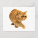 Pesquisar por gato persa cartoes postais Animal