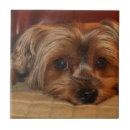 Pesquisar por yorkshire terrier lar enfeites Fofo
