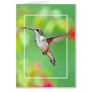 Pesquisar por do colibri fotografia For her