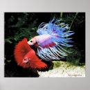 Pesquisar por betta pôsteres Peixes