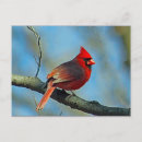 Pesquisar por passarinho bonito cartoes postais Cardinal