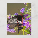 Pesquisar por sudeste asiático cartoes postais Flor