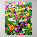 Pesquisar por tulipas pastel pôsteres Natureza
