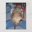 Pesquisar por mais feio cartoes postais Animais