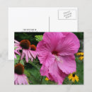 Pesquisar por hibiscus fotografia Natureza