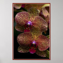 Pesquisar por orquídeas exóticas pôsteres For her