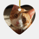 Pesquisar por bonito natal gato animais estimação acessórios Animal de estimação