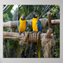 Pesquisar por macaw azul e amarelo Pássaro