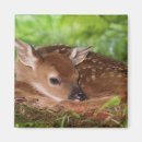 Pesquisar por odocoileus imas Animal
