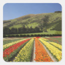 Pesquisar por campos tulipas adesivos Cor