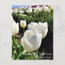 Pesquisar por tulipas brancas cartoes postais Campo