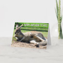 Pesquisar por de austrália aniversario cartoes Canguru