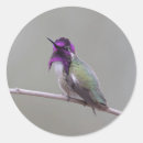 Pesquisar por flores roxas pequenas adesivos Pássaro