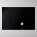 Pesquisar por poster com flores roxas pósteres pôsteres Amarela