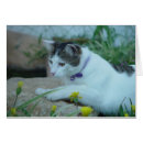 Pesquisar por gato no jardim Natureza