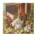 Pesquisar por galo azulejos Galinhas