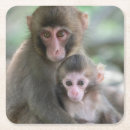 Pesquisar por macacos porta copos Animais selvagens