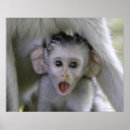 Pesquisar por babuíno pôsteres Animal