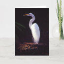 Pesquisar por grande egret branco Natureza