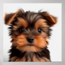 Pesquisar por filhote de cachorro yorkshire terrier Animal de estimação