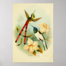 Pesquisar por coruja de águia pôsteres Falcão