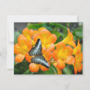 Pesquisar por borboleta tropical cartoes postais Flores