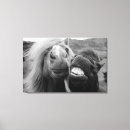 Pesquisar por cavalo bonito impressão de canvas Natureza