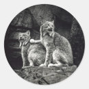 Pesquisar por lince adesivos Gatos